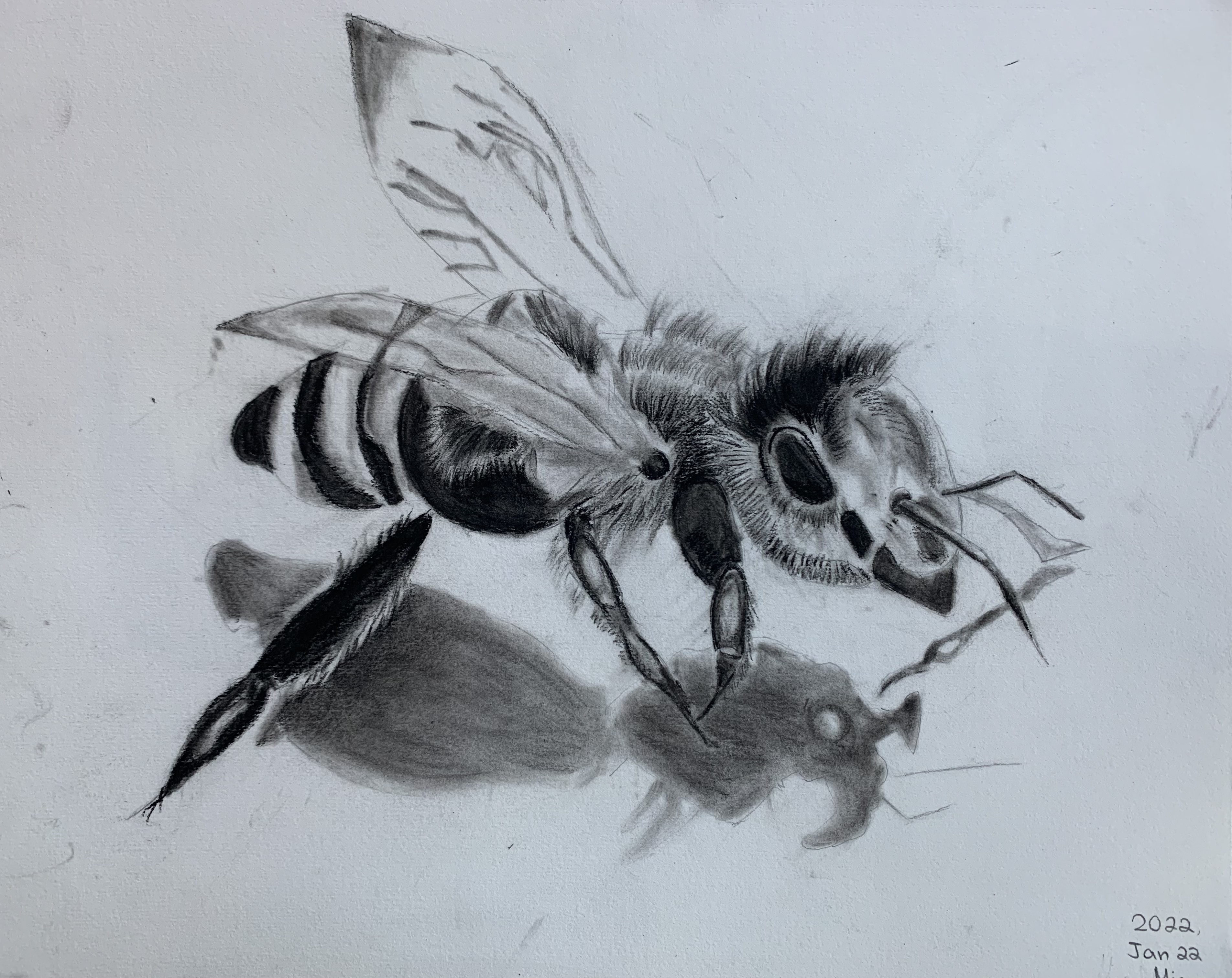 A detailed pencil drawing of a bee in close study, showing its wings, legs, and fuzzy body