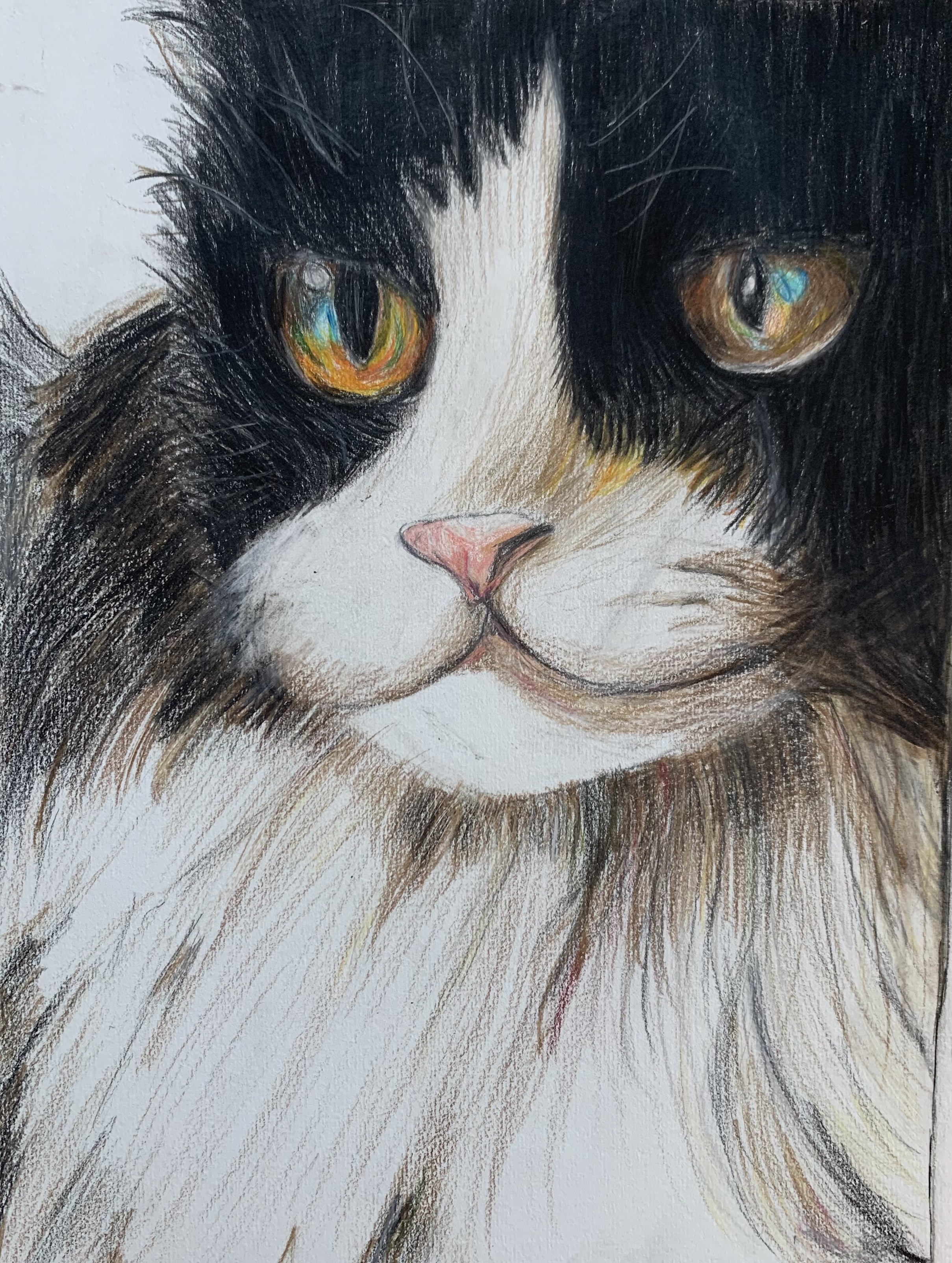 A colored pencil close-up portrait of a black-and-white long-haired cat's face