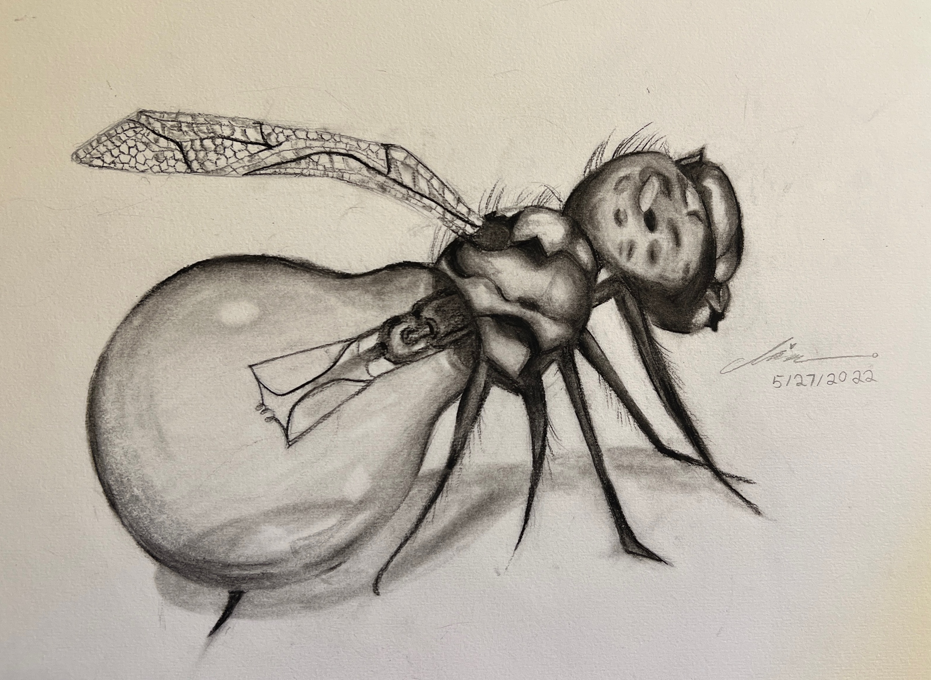 A pencil drawing of a surreal fly-like creature with a round balloon-shaped body