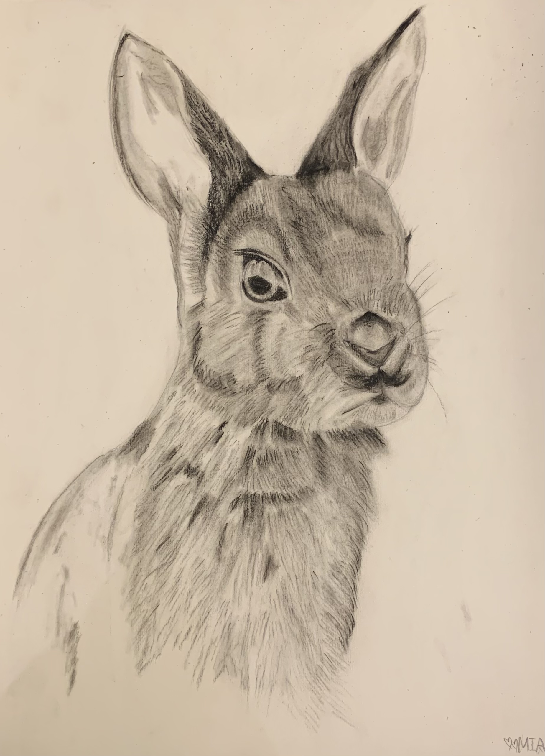 A pencil drawing of a rabbit's head and shoulders, signed Mia
